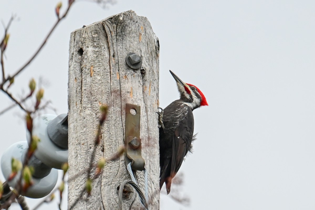 Pileated Woodpecker - ML618659749