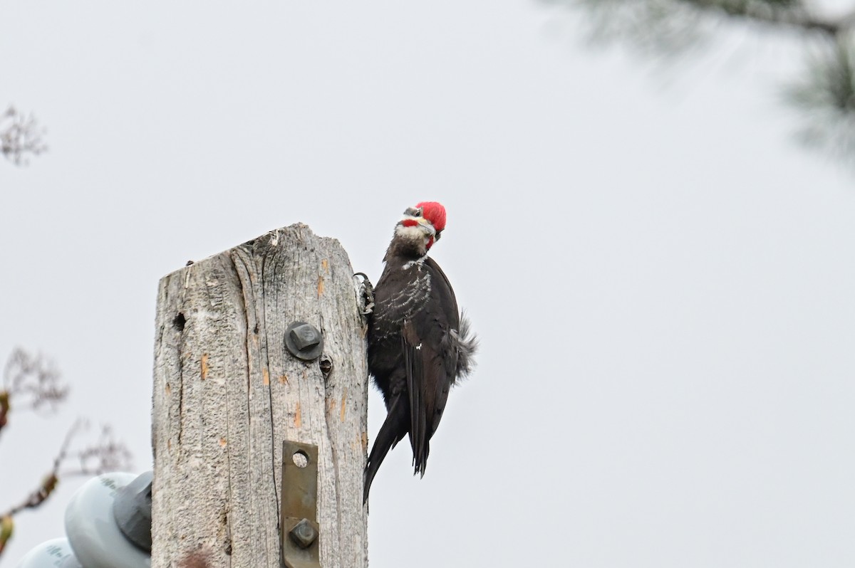 Pileated Woodpecker - ML618659750