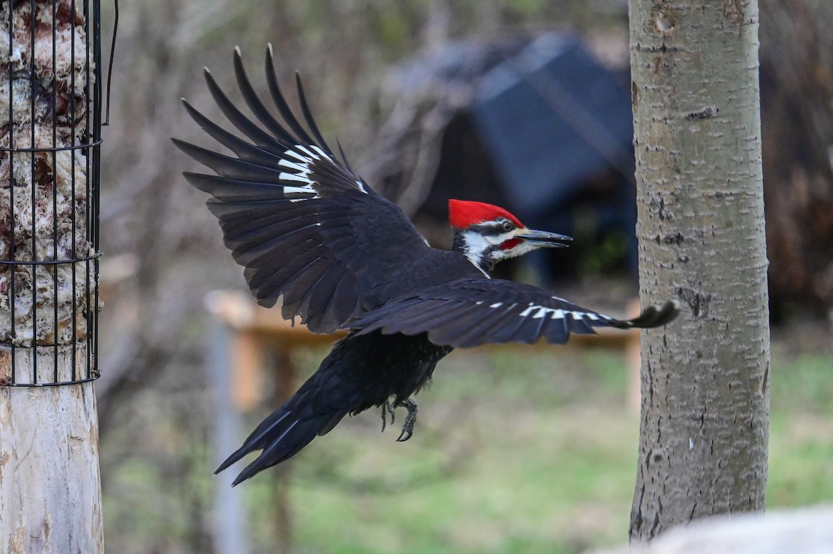 Pileated Woodpecker - ML618659752