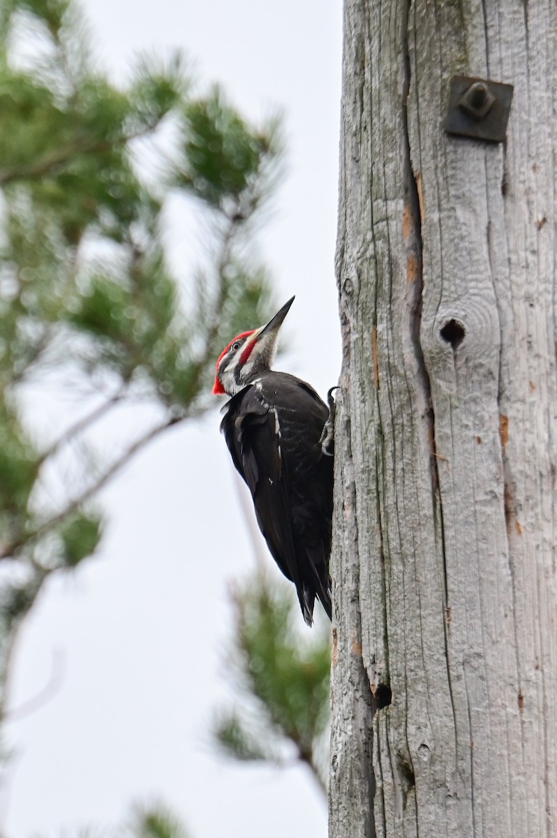 Pileated Woodpecker - ML618659753