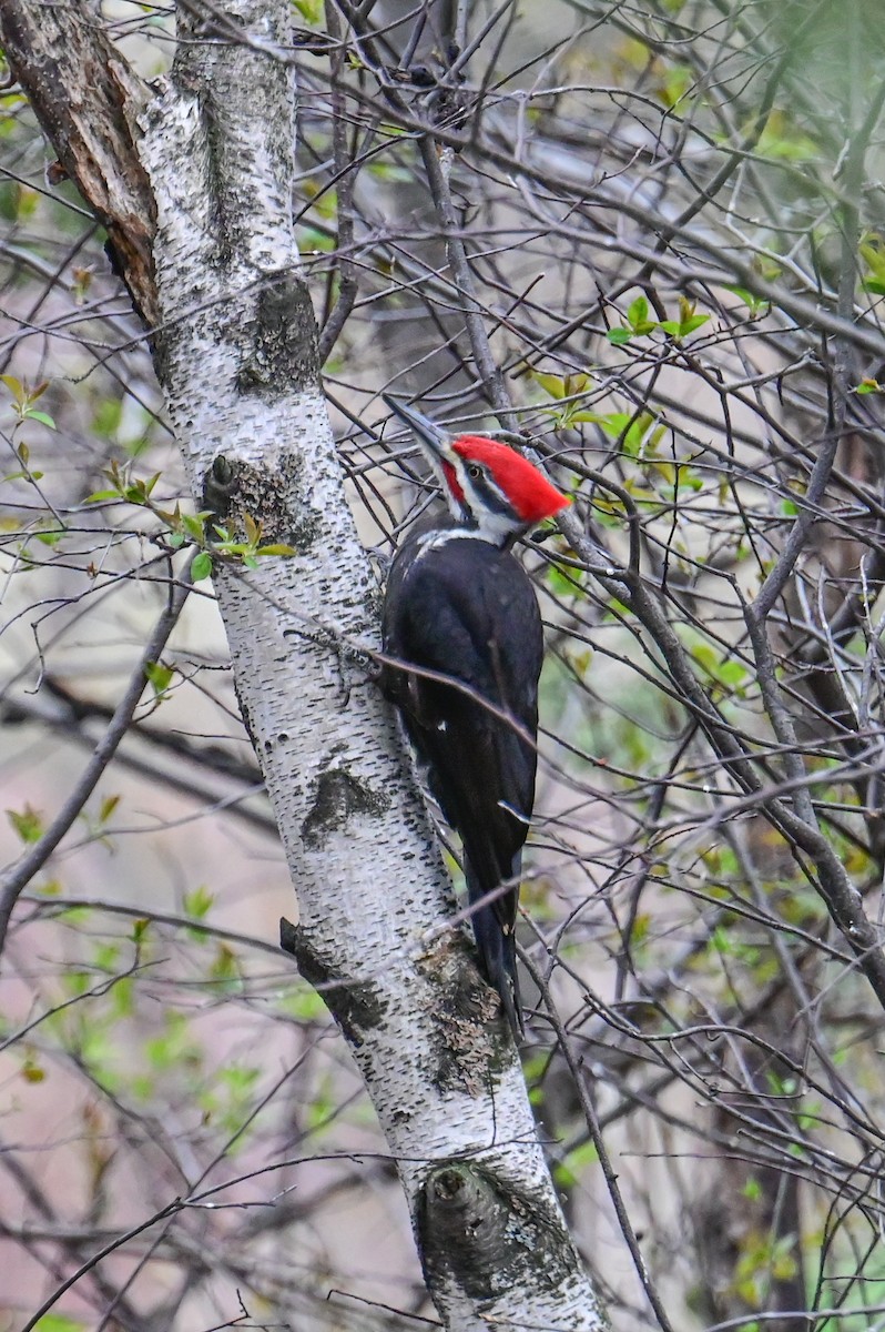 Pileated Woodpecker - ML618659755