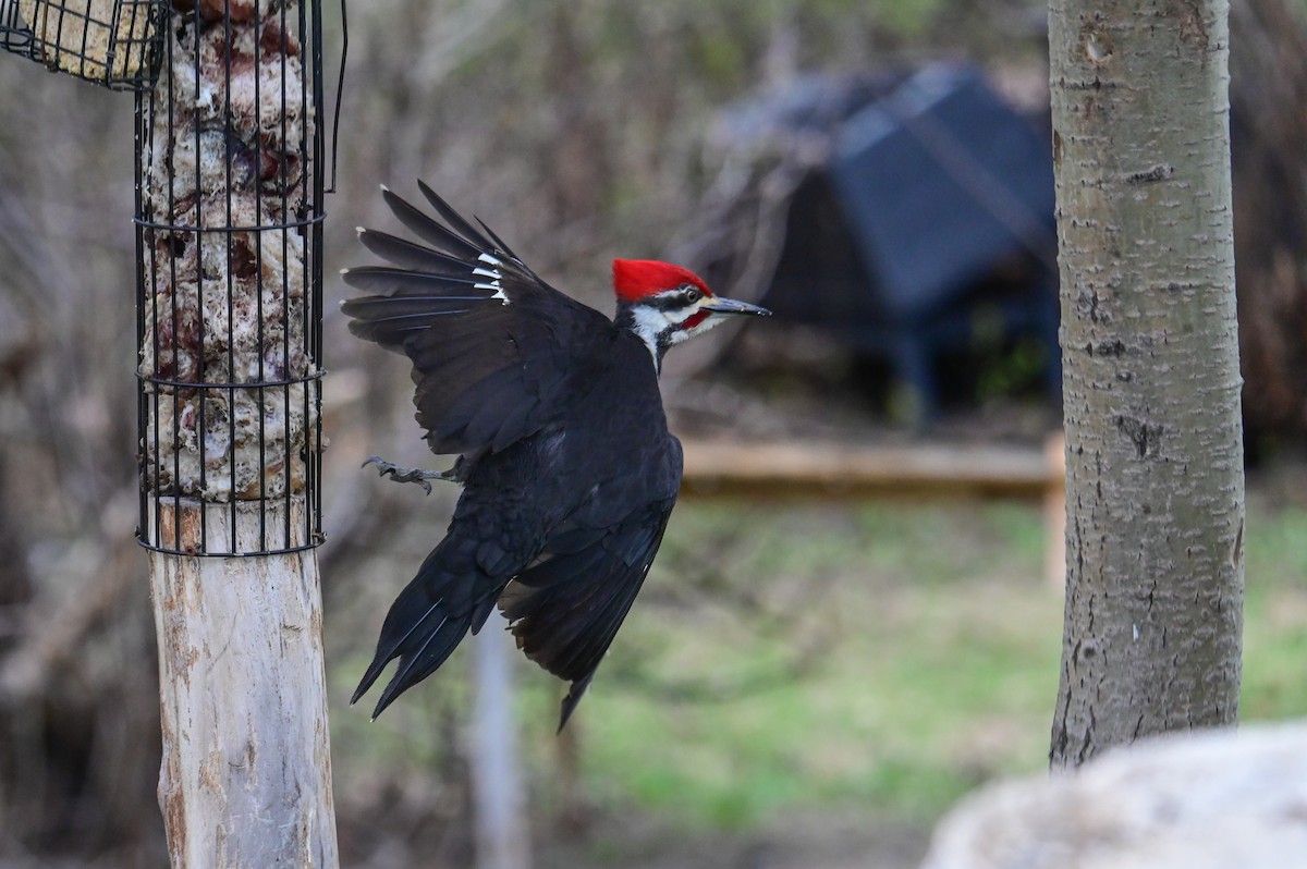 Pileated Woodpecker - ML618659756