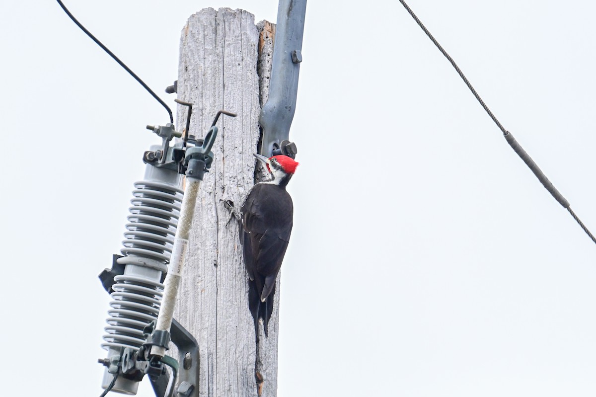Pileated Woodpecker - ML618659757