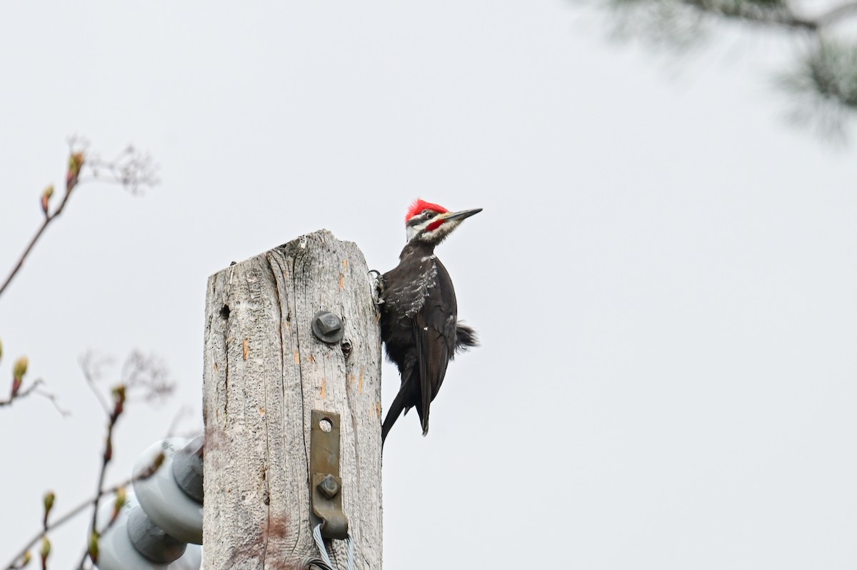 Pileated Woodpecker - ML618659758