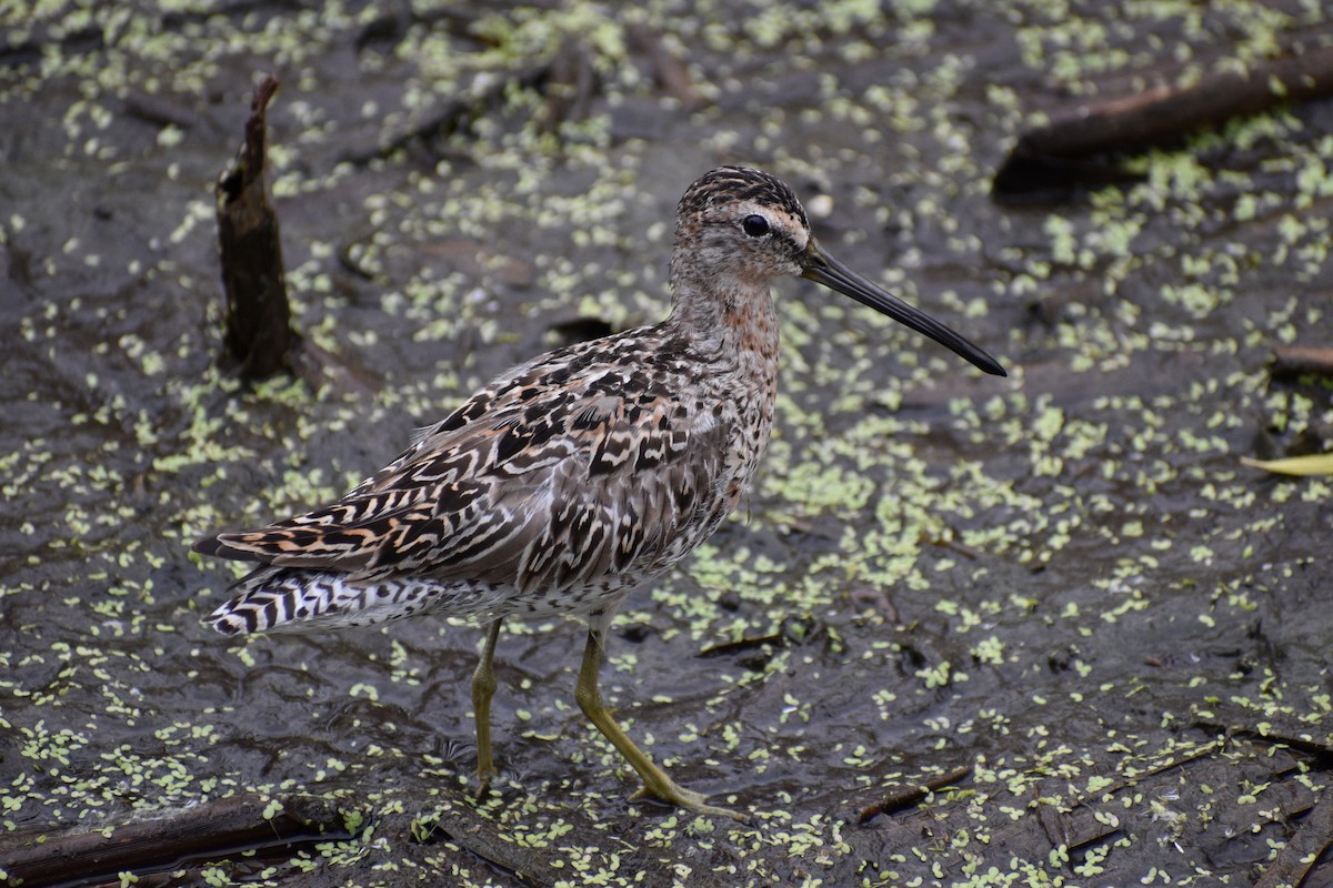 Long-billed Dowitcher - ML618659854