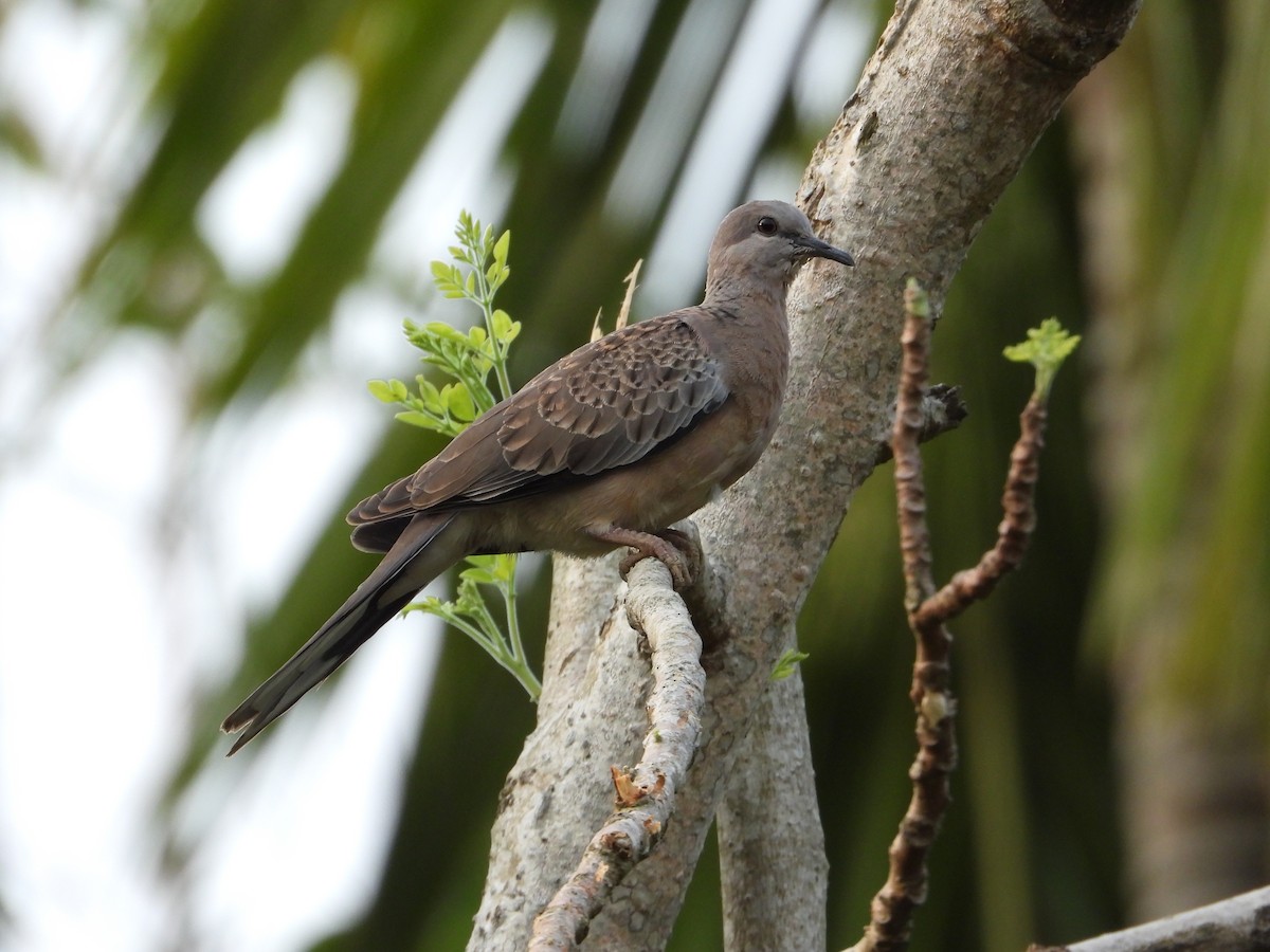 Spotted Dove - ML618659874