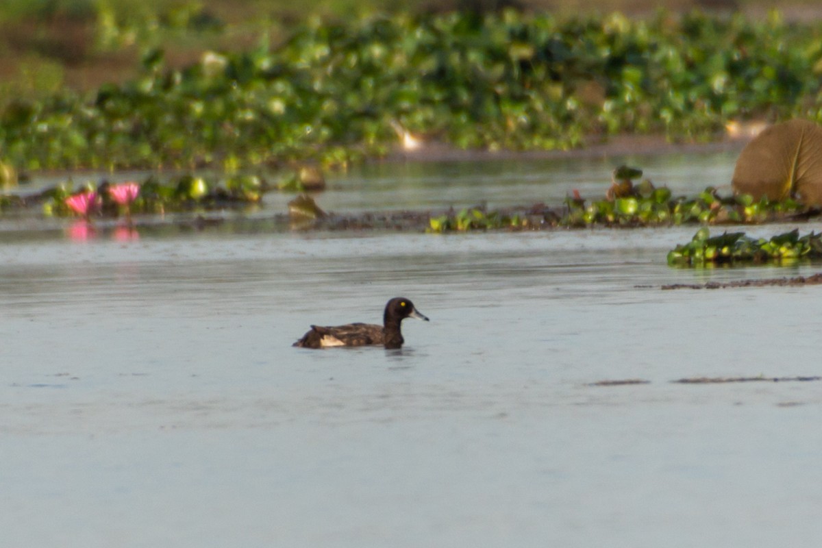 Tufted Duck - ML618659906