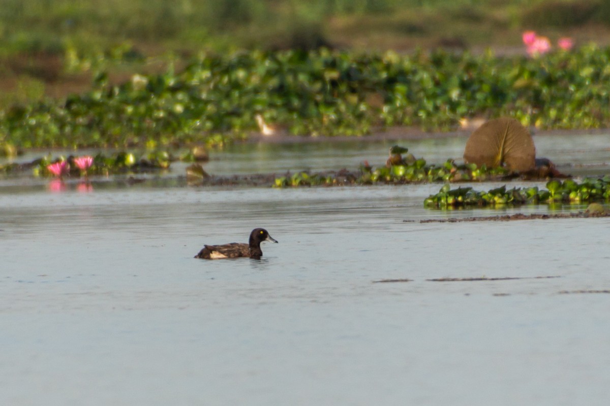 Tufted Duck - ML618659907