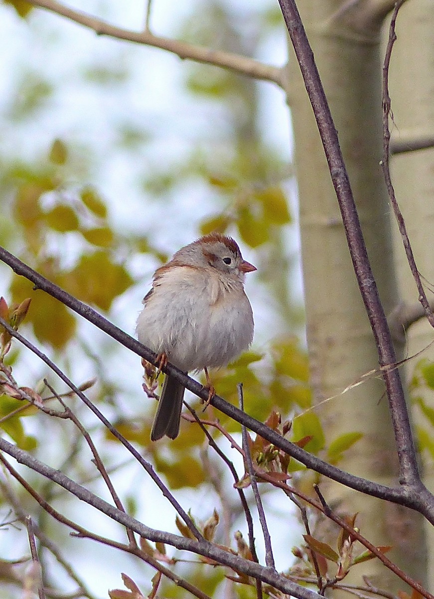 Field Sparrow - ML618659909