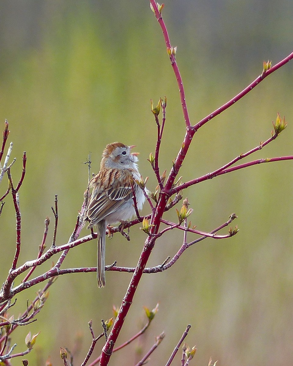 Field Sparrow - ML618659910