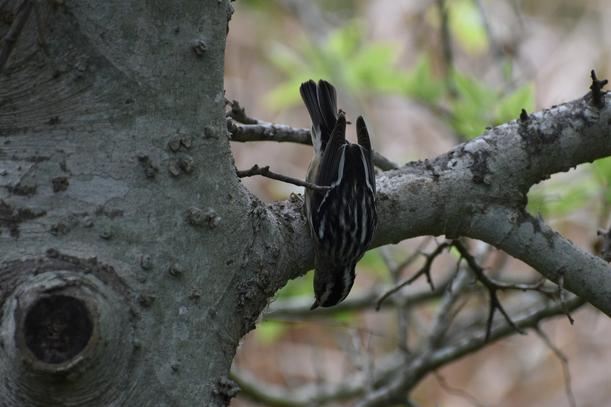 Black-and-white Warbler - ML618659911