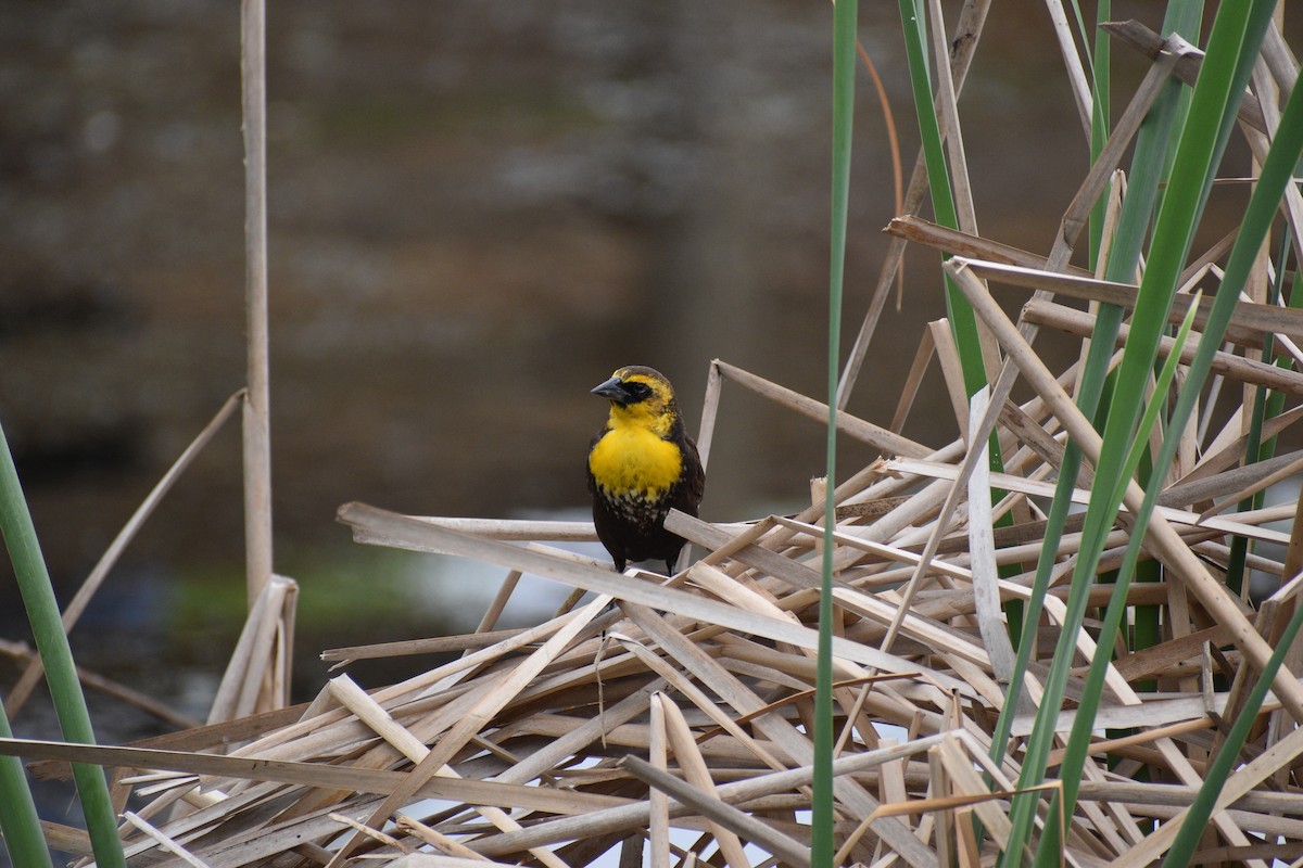 Yellow-headed Blackbird - ML618659921