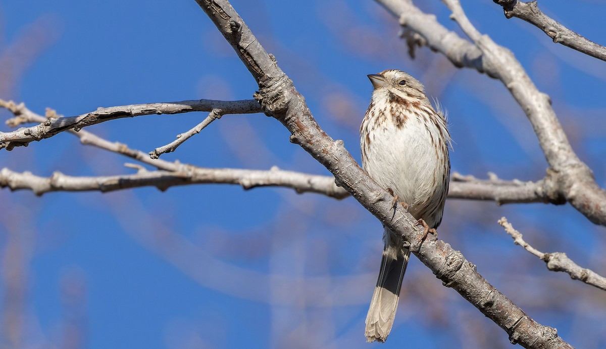 Song Sparrow - Tara Plum