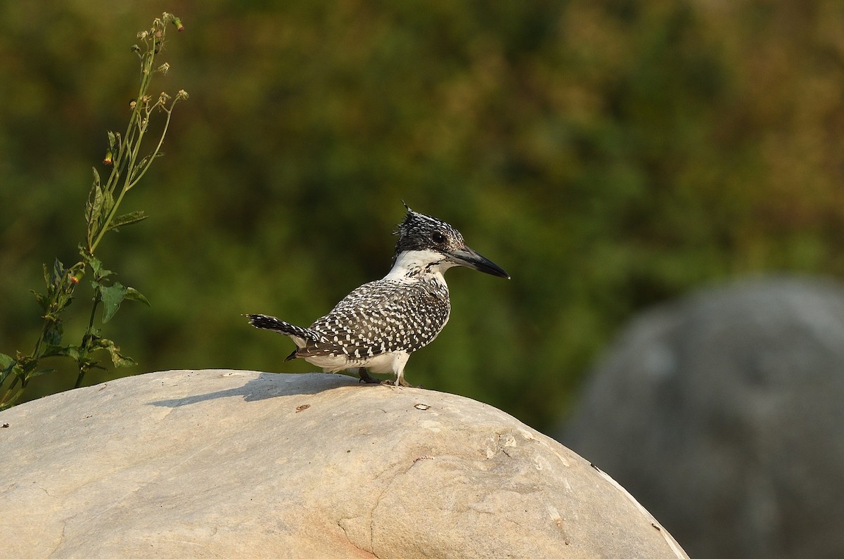 Crested Kingfisher - ML618659975
