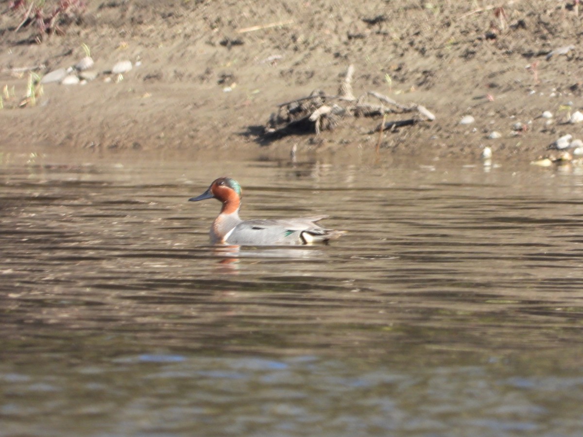 Green-winged Teal - ML618659995