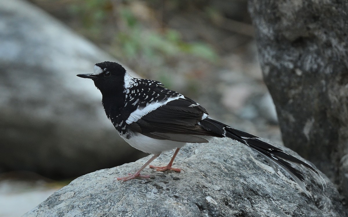 Spotted Forktail - ML618659999