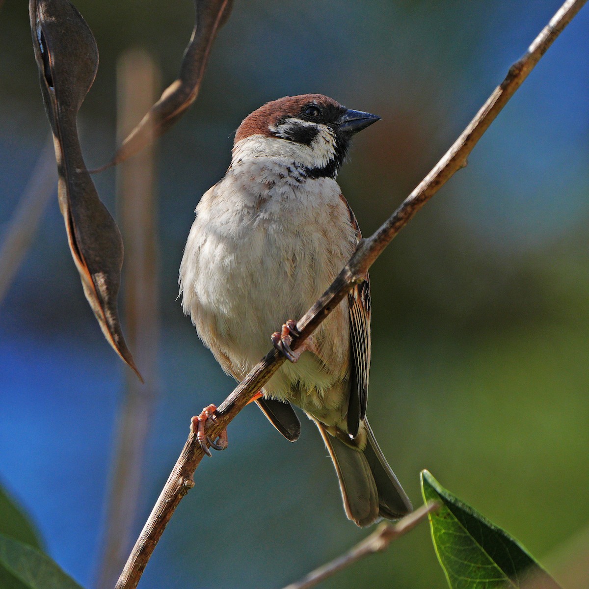 Eurasian Tree Sparrow - ML618660014