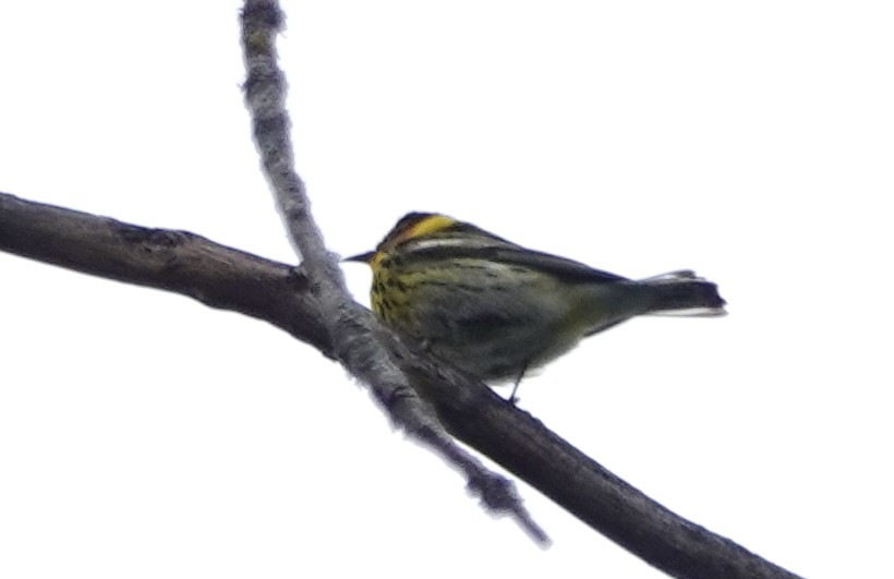 Cape May Warbler - ML618660048