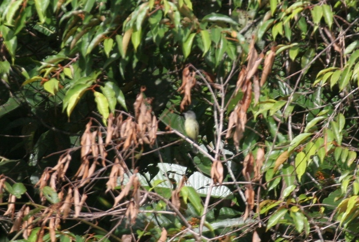 Gray-crowned Flatbill - ML618660057