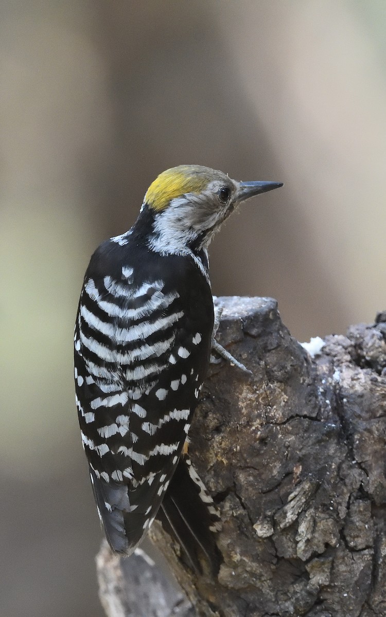 Brown-fronted Woodpecker - ML618660075