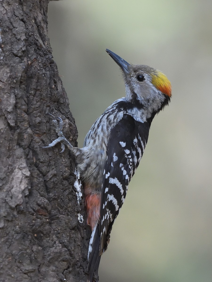 Brown-fronted Woodpecker - ML618660076