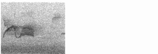 Светлобрюхий фиби - ML618660103