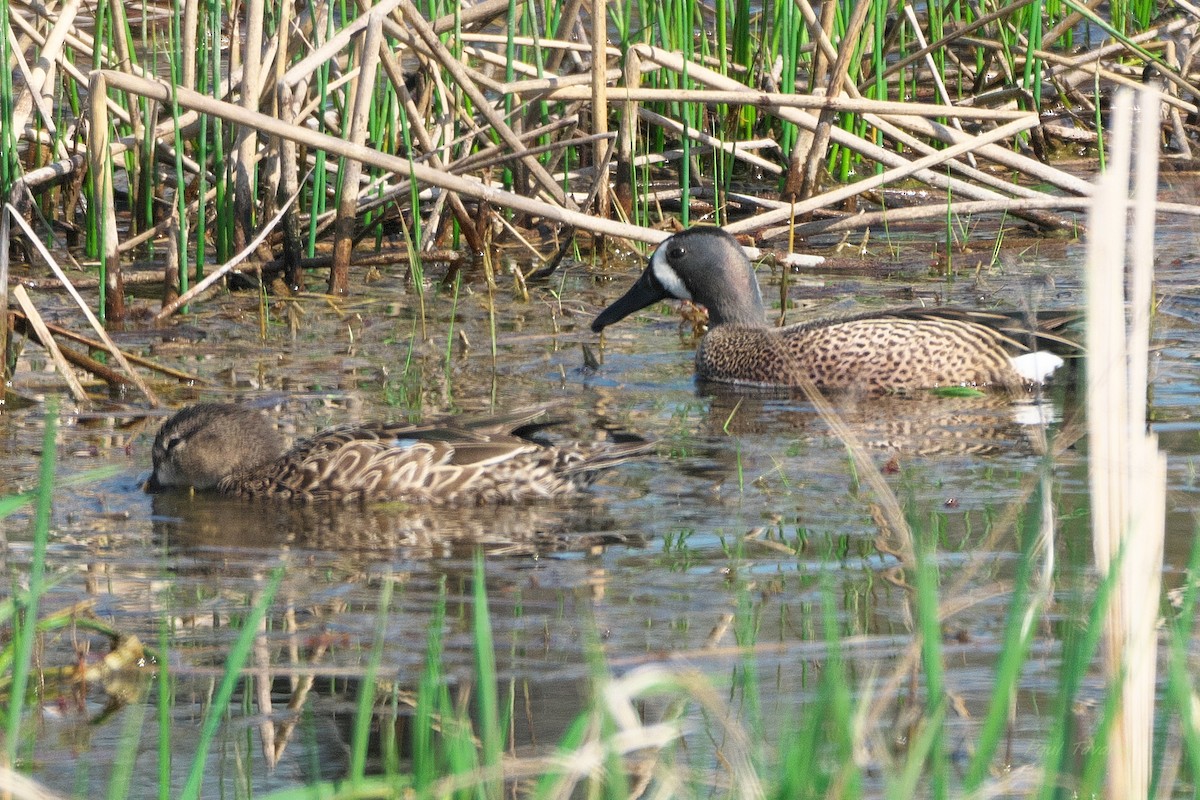 Blue-winged Teal - ML618660106