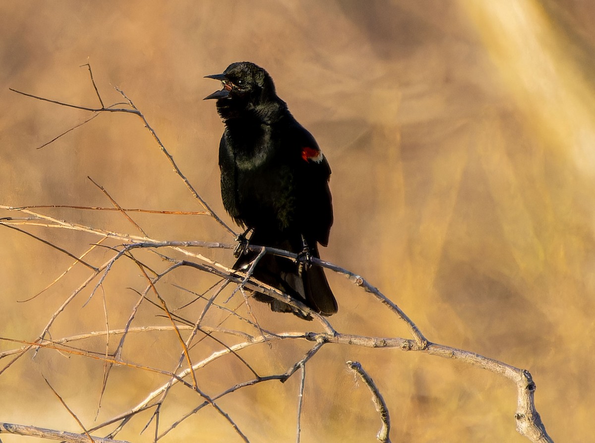 Red-winged Blackbird - ML618660123