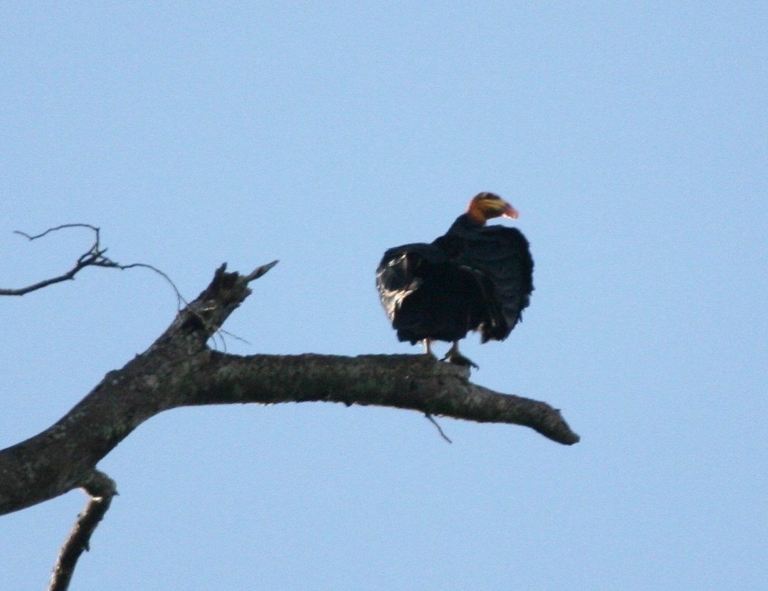 Greater Yellow-headed Vulture - ML618660128