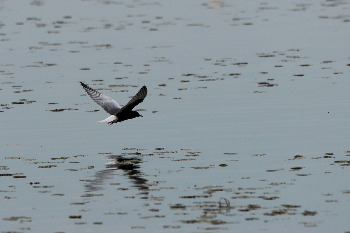 White-winged Tern - ML618660130
