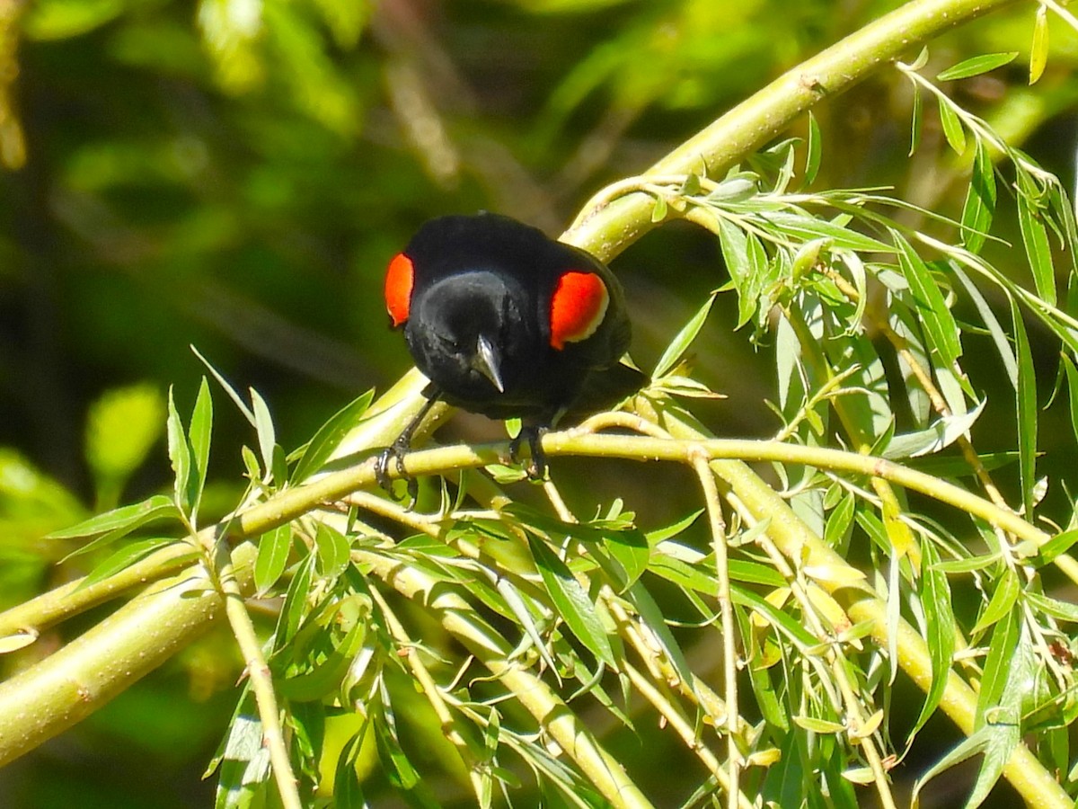 Red-winged Blackbird - ML618660139