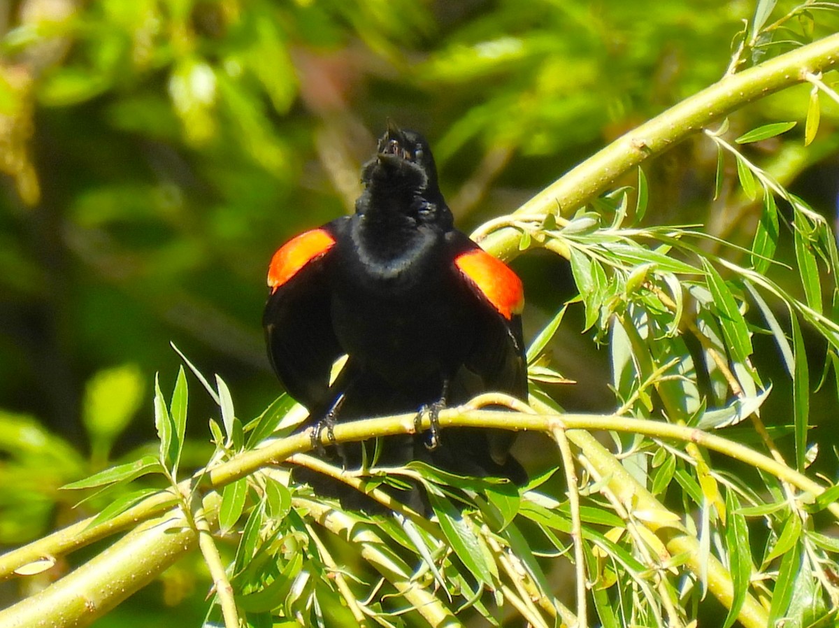 Red-winged Blackbird - ML618660141