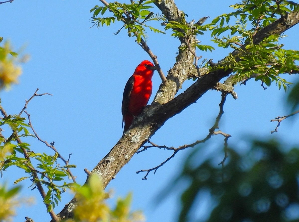 Scarlet Tanager - ML618660188