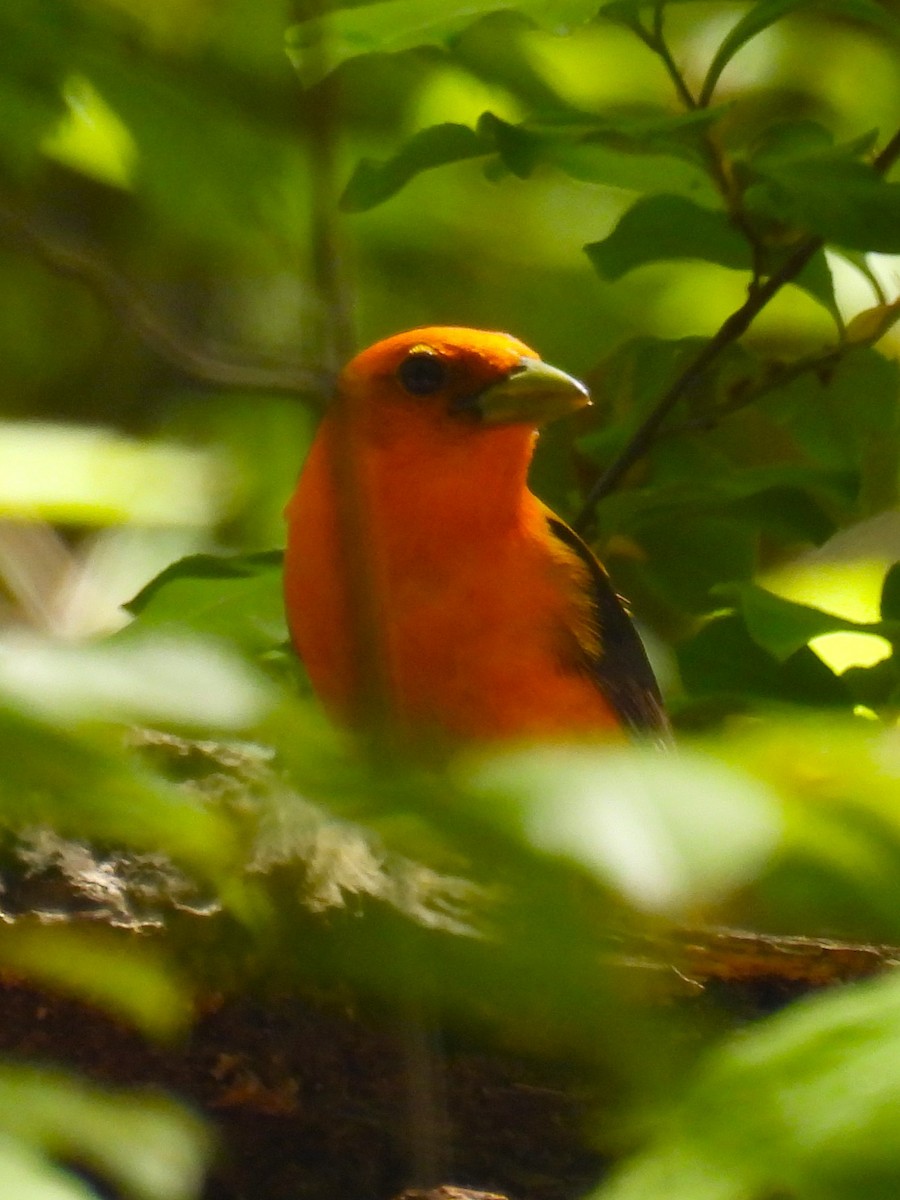 Scarlet Tanager - ML618660190