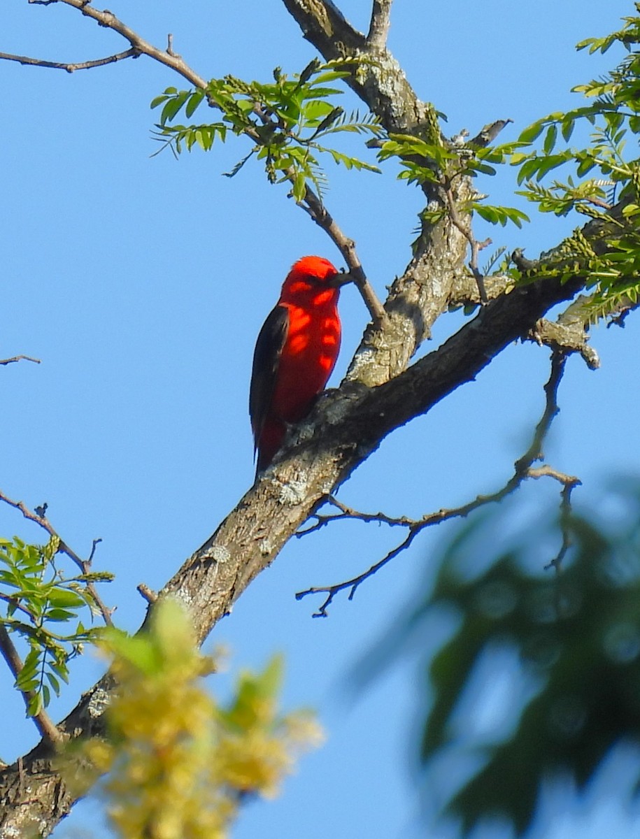 Scarlet Tanager - ML618660191