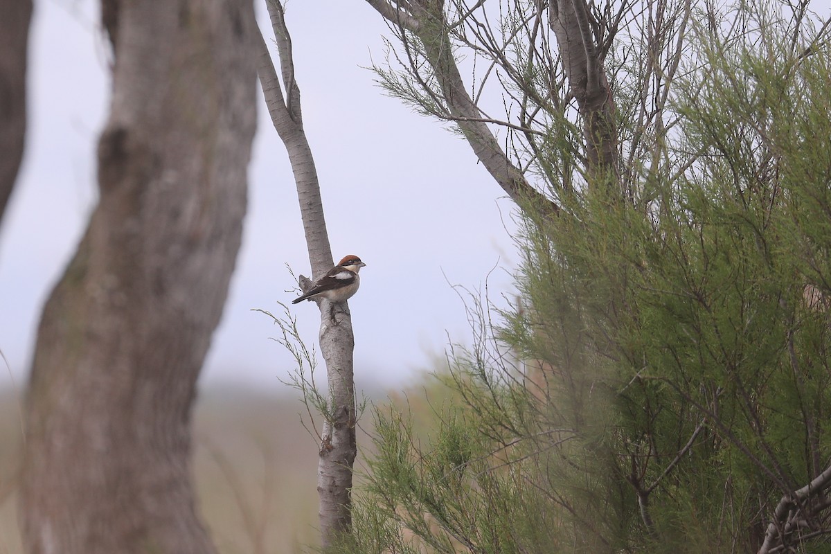 Woodchat Shrike (Balearic) - ML618660215