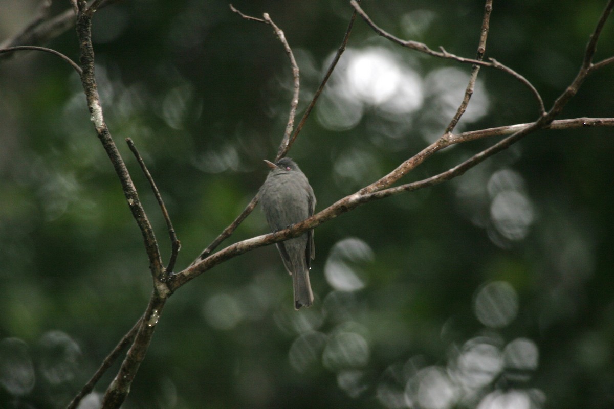 Smoke-colored Pewee - Clyde Blum
