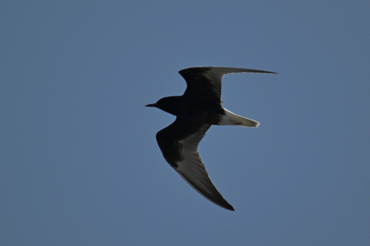 White-winged Tern - ML618660253