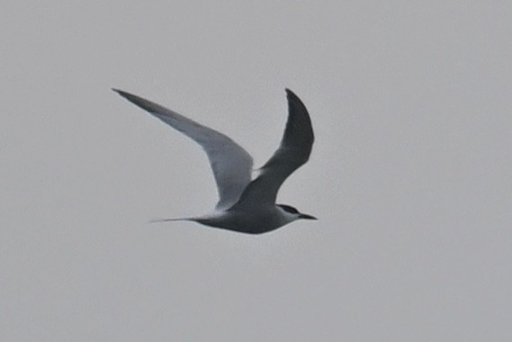 Common Tern - ML618660289