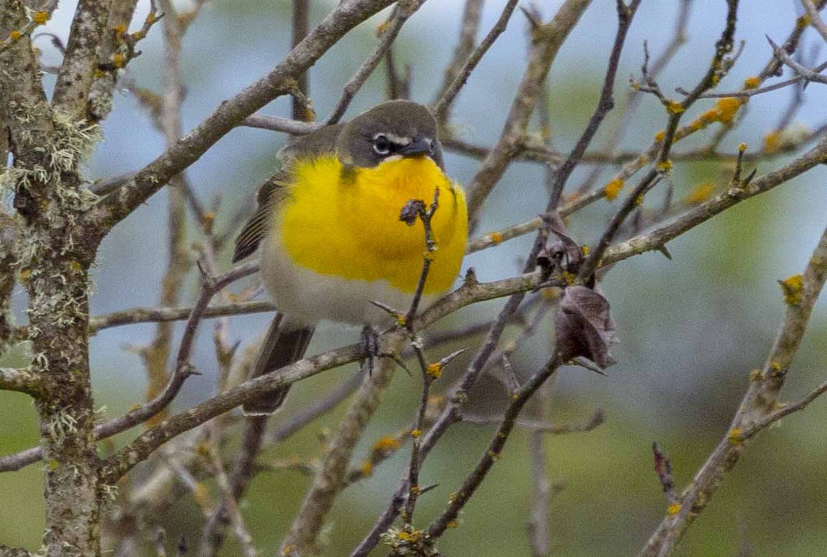 Yellow-breasted Chat - ML618660294