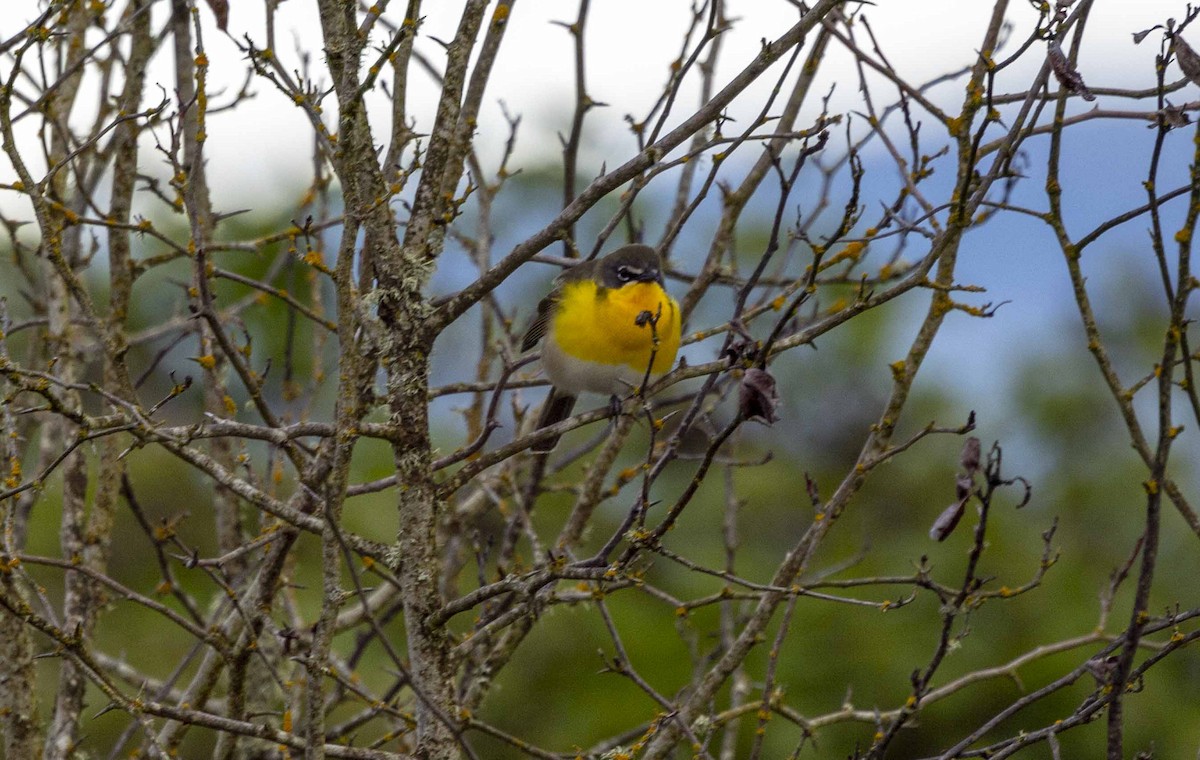 Yellow-breasted Chat - ML618660295