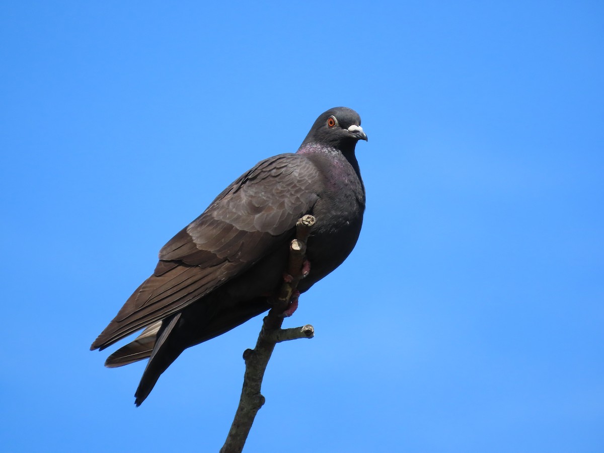 Rock Pigeon (Feral Pigeon) - ML618660303
