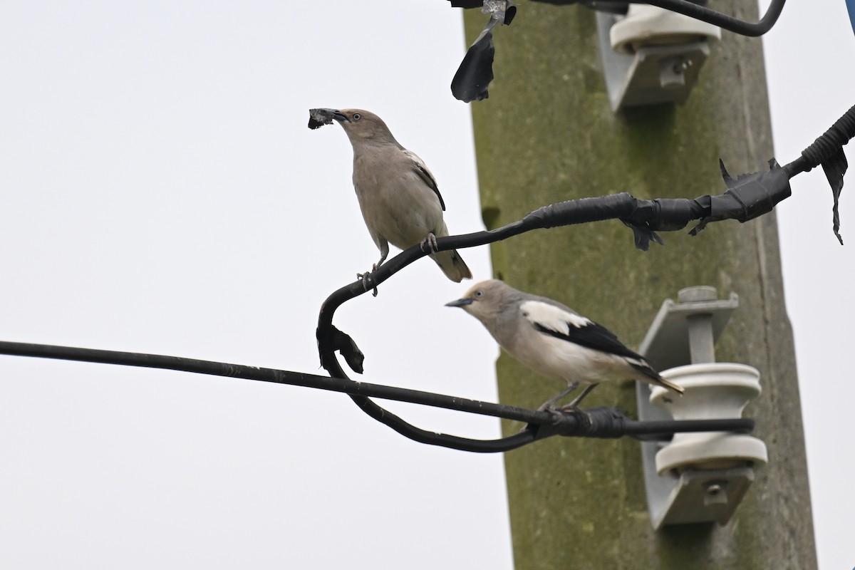 White-shouldered Starling - ML618660309