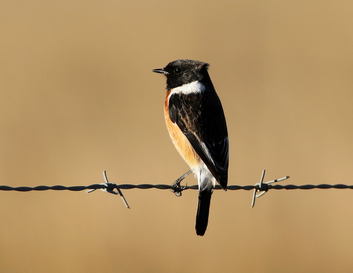 African Stonechat - ML618660380