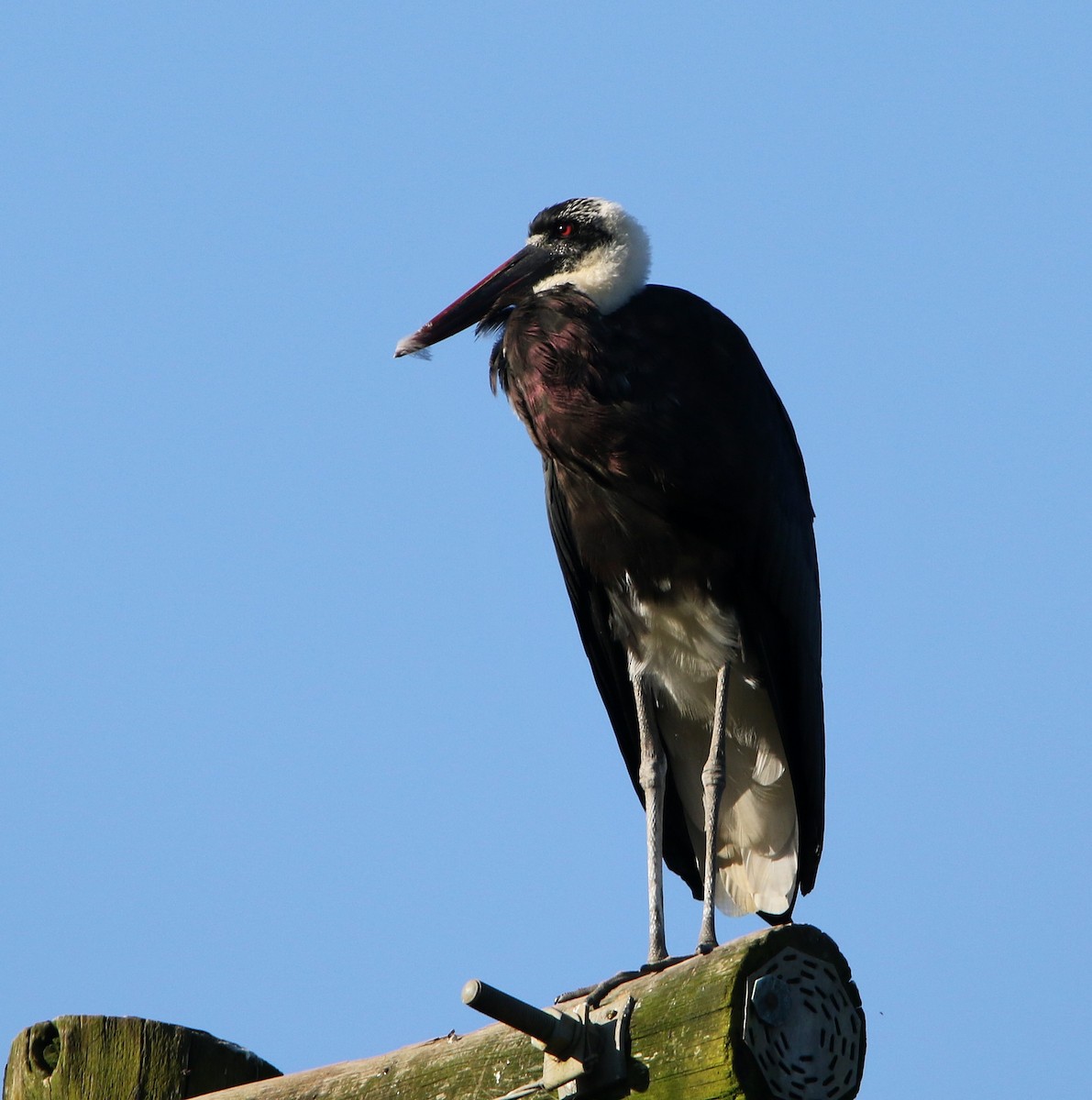 African Woolly-necked Stork - ML618660404