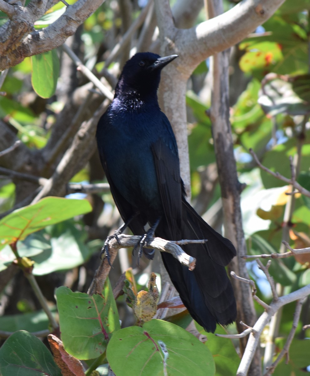 Boat-tailed Grackle - ML618660422