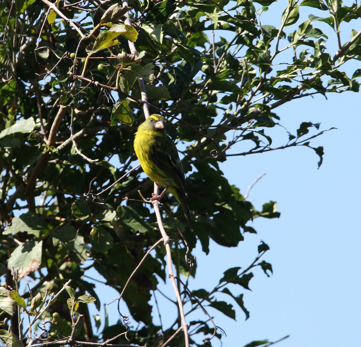 Forest Canary - ML618660450