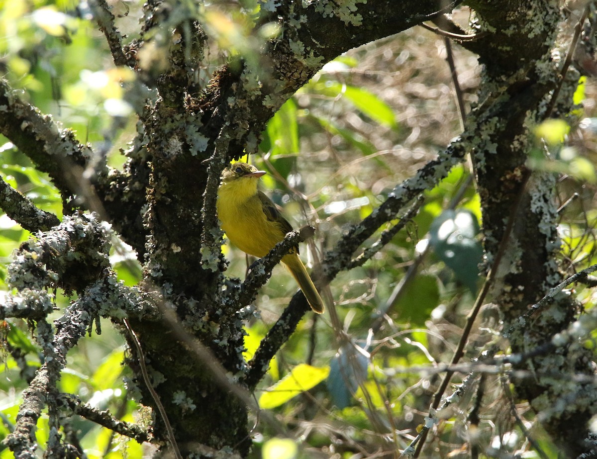 African Yellow-Warbler - ML618660462