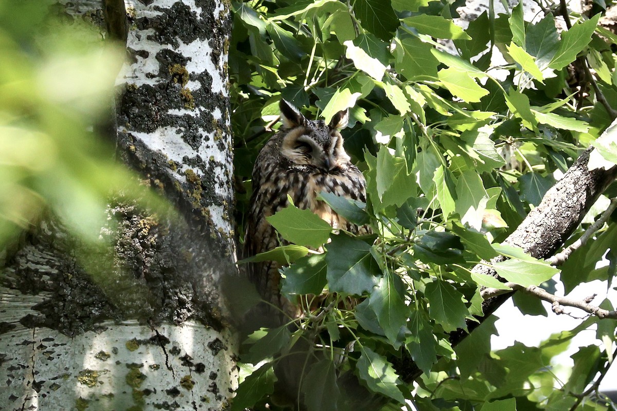 Long-eared Owl - ML618660481