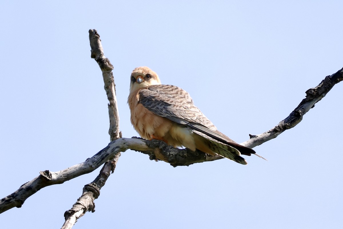 Red-footed Falcon - ML618660492